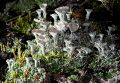 Lichen live-3.jpg