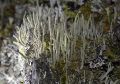 Lichen live-7.jpg