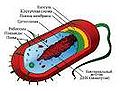 Average prokaryote cell.jpg