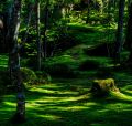 Moss garden-5.jpg