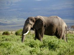 African Elephant in Kenya.jpg