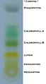 Chromatography of chlorophyll results.jpg