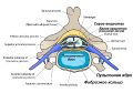 Cervical vertebra english.jpg