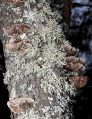 Lichen live-10.jpg
