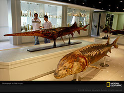 Chinese-paddlefish-museum-sw.jpg